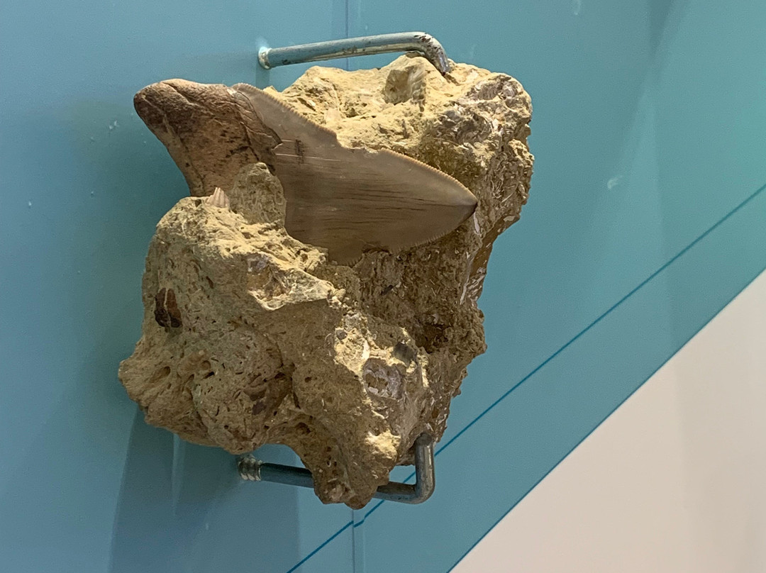 Museu de História Natural-辛特拉必去景点