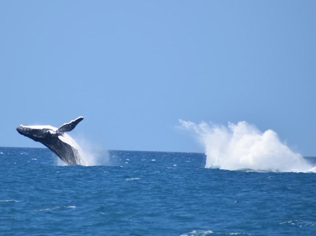 Abaca Croisieres-努美阿必去景点