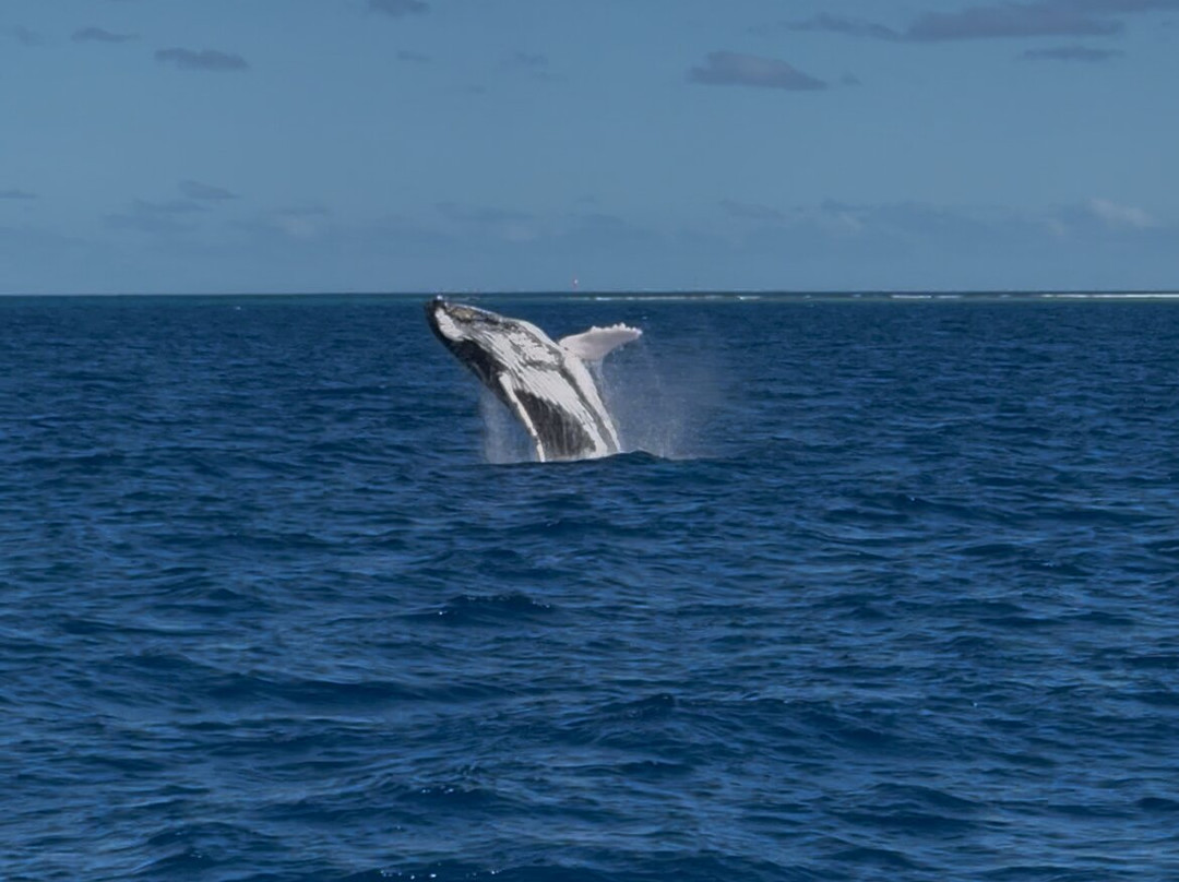 Abaca Croisieres-努美阿必去景点