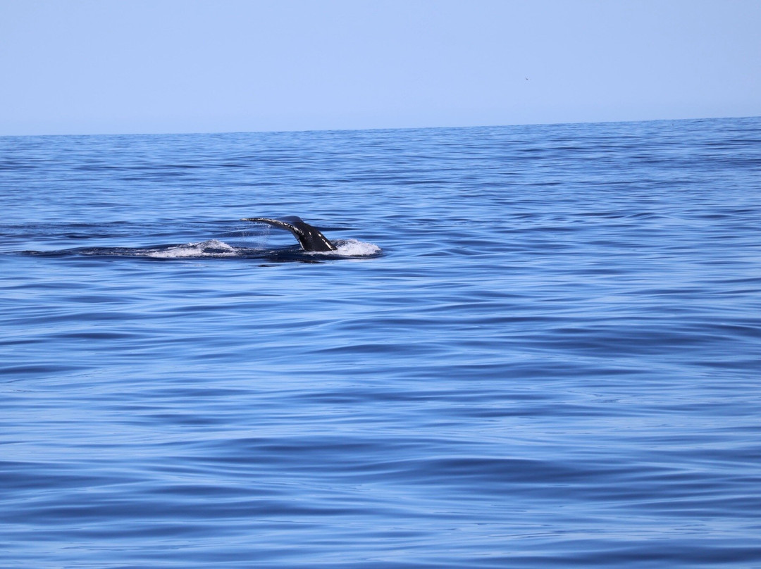 Ningaloo Whaleshark n Dive-埃克斯茅斯必去景点