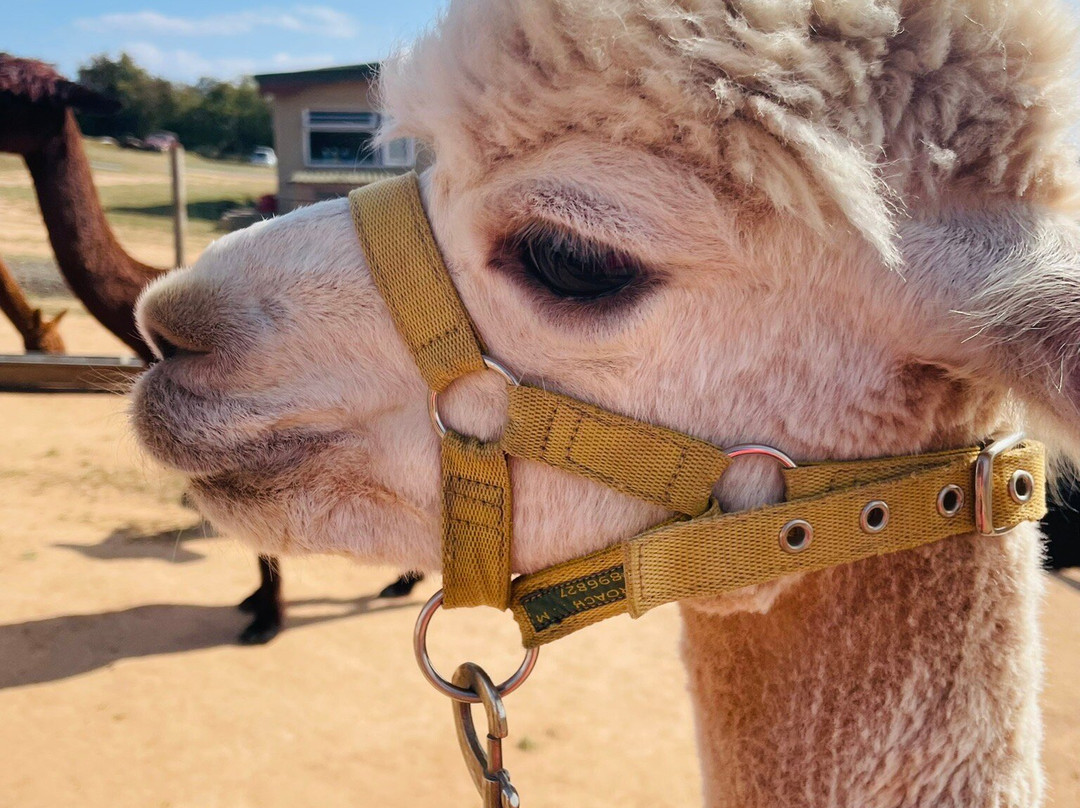 Severn Valley Alpacas-Bridgnorth必去景点
