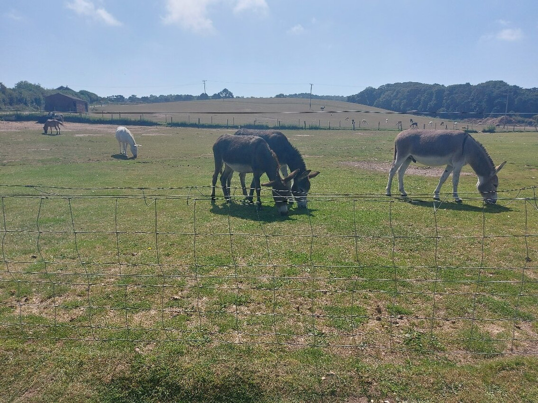 Hillside Animal Sanctuary-Frettenham必去景点