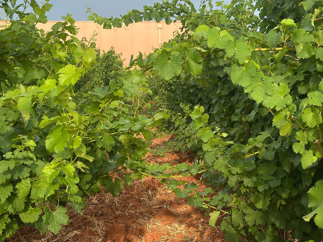 Domaine Terre De Mistral-Rousset必去景点