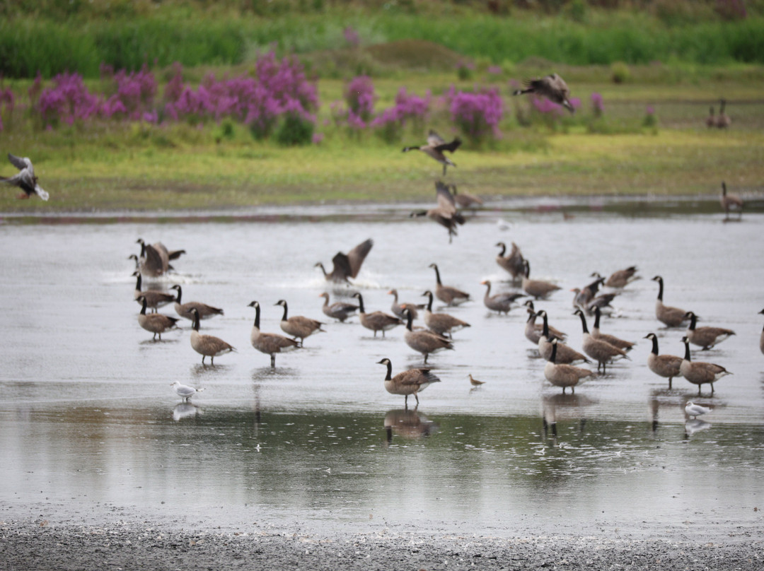 RSBP Dearne Valley - Old Moor-Wombwell必去景点