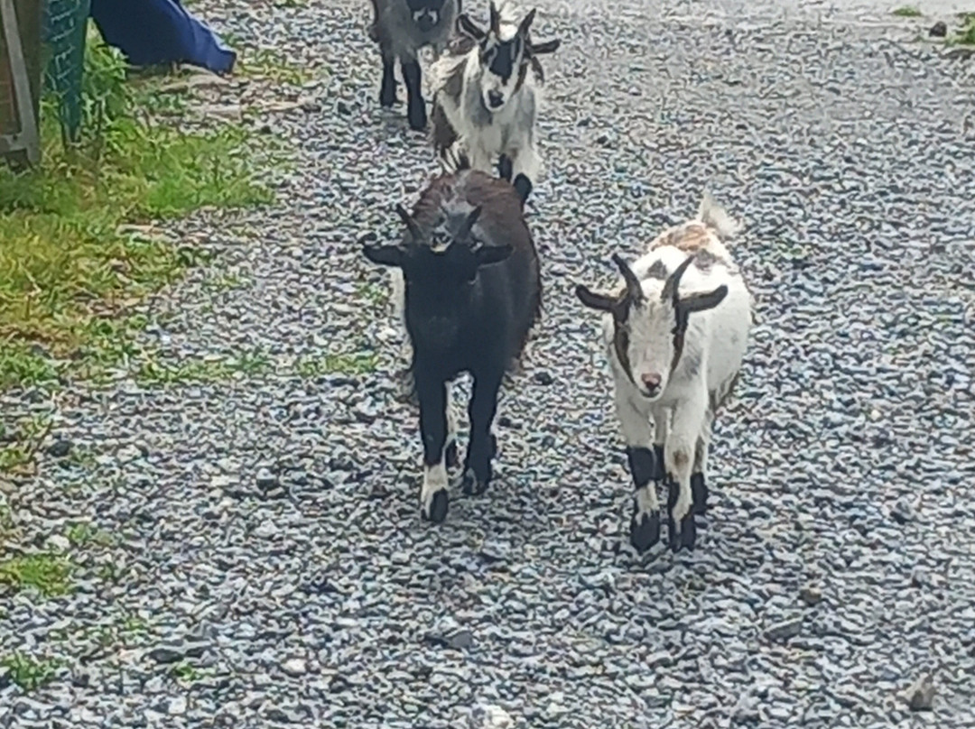 Wild Atlantic Wildlife Park-丁格尔必去景点