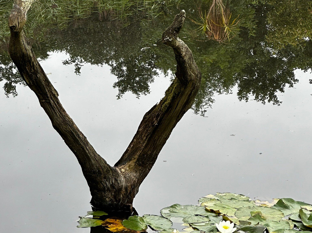 Tanglewood Wild Garden-彭赞斯必去景点