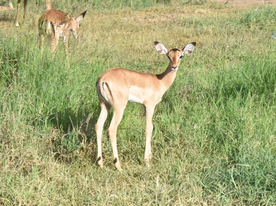 Mamistravel Safaris-蒙巴萨必去景点