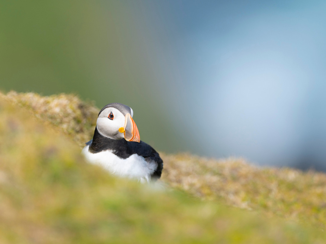 Shetland Nature-Unst必去景点