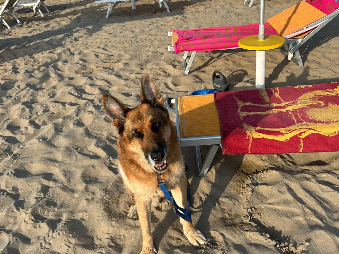 Rimini Dog No Problem - Bagno 81-里米尼必去景点