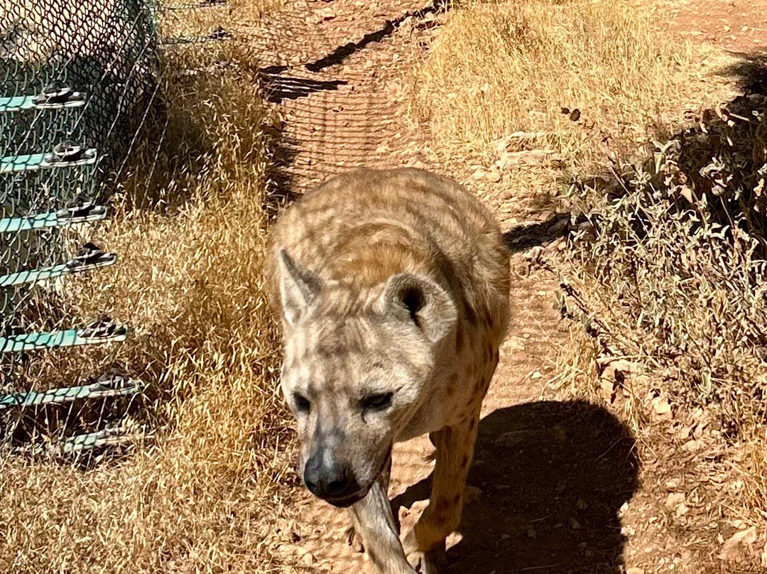 Al Ma'wa for Nature and Wildlife-杰拉什必去景点