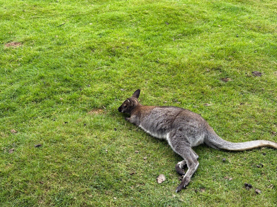 Porfell Wildlife Park & Sanctuary-利斯卡德必去景点