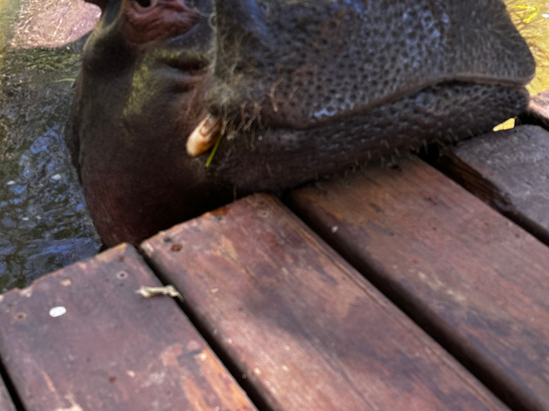 Hippo Jessica-霍德斯普鲁特必去景点