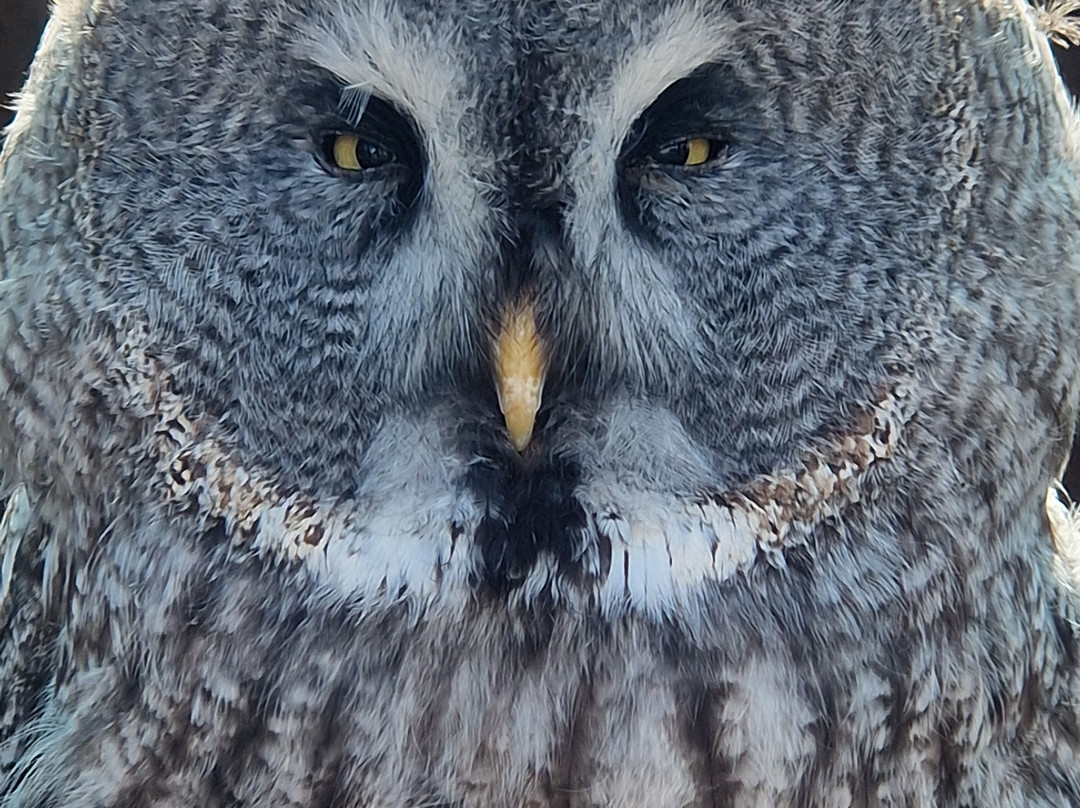 Raptor Foundation-Woodhurst必去景点