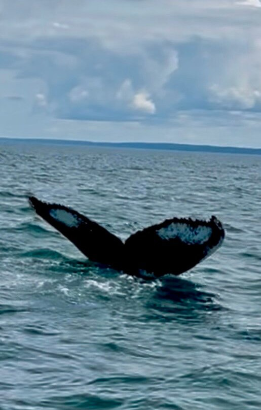 Adventure Bay Whale Watch Co.-Tiverton必去景点