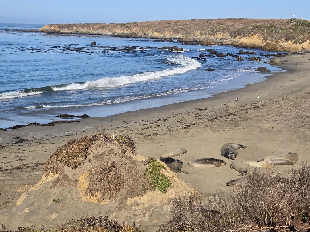 Elephant Seal Vista Point-圣西蒙必去景点