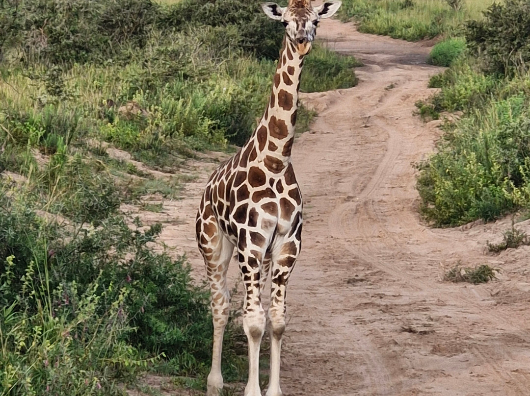 Ngoni Safaris Uganda-坎帕拉必去景点