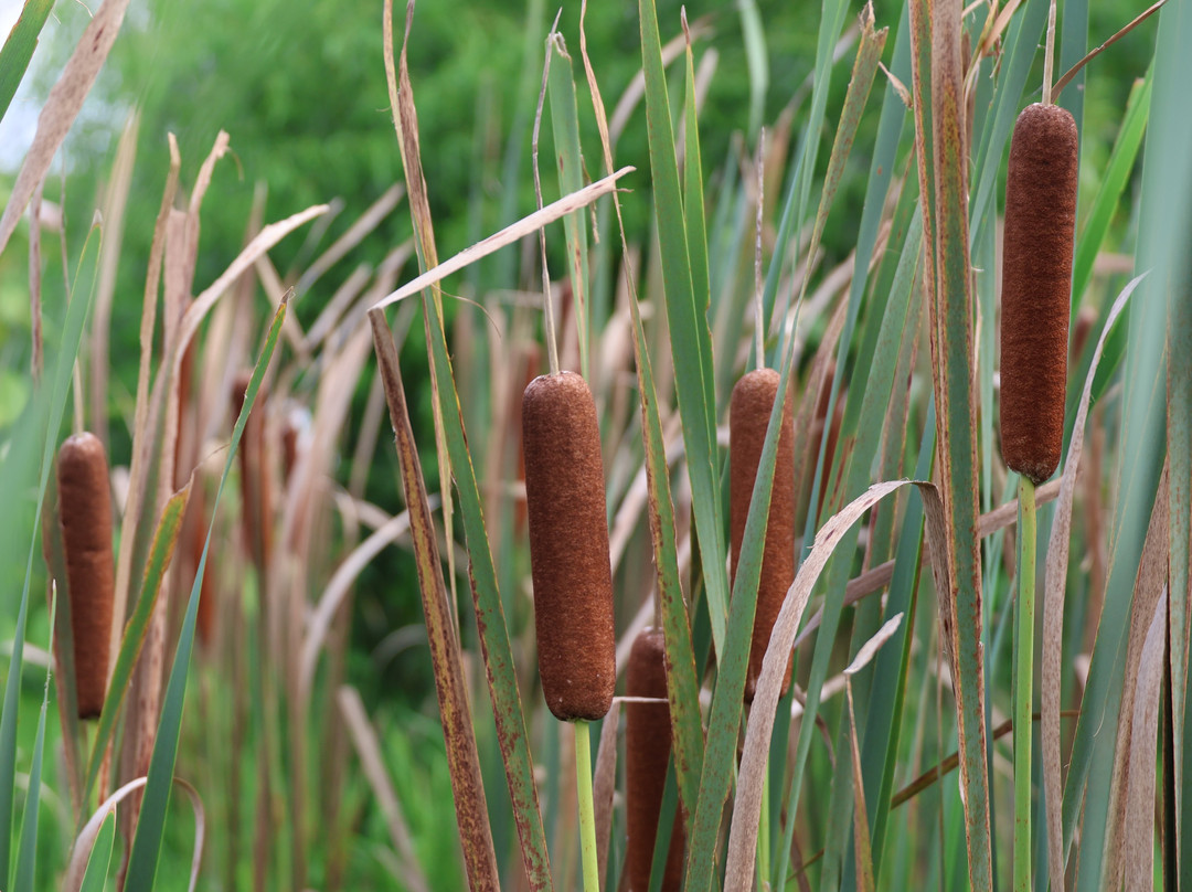 Osage Park-本顿维尔必去景点