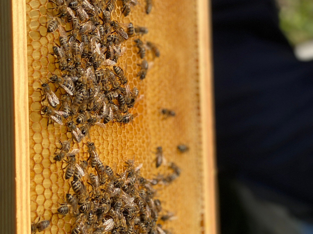 Alimento Corfu Beekeeping Tours-Kanoni必去景点