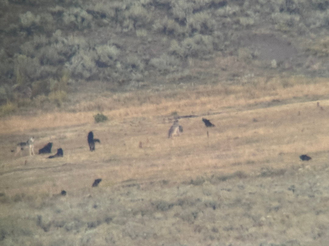 Lamar Valley Touring-加德纳必去景点