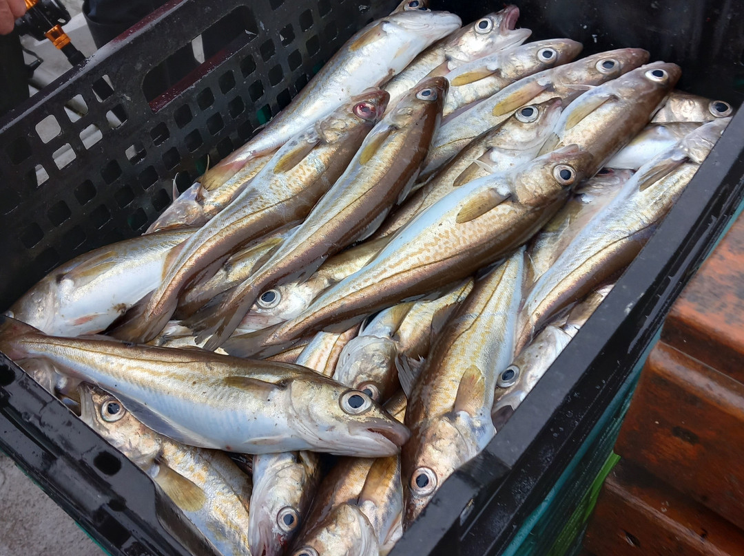 Esk Belle II Coastal Cruises-惠特比必去景点