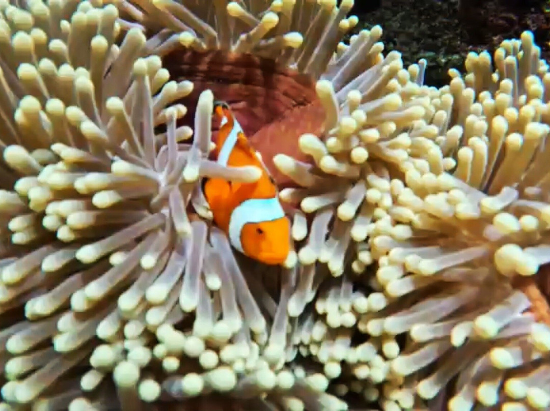 Nemo Divers Bali-佩母德兰必去景点