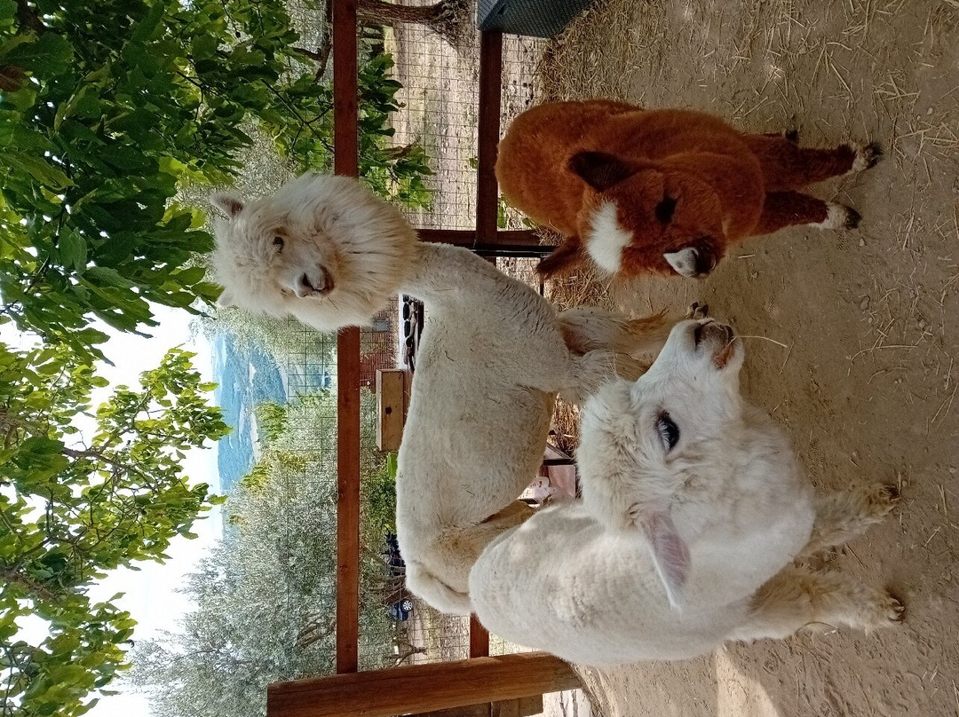 Basilicata Alpaca-Acerenza必去景点
