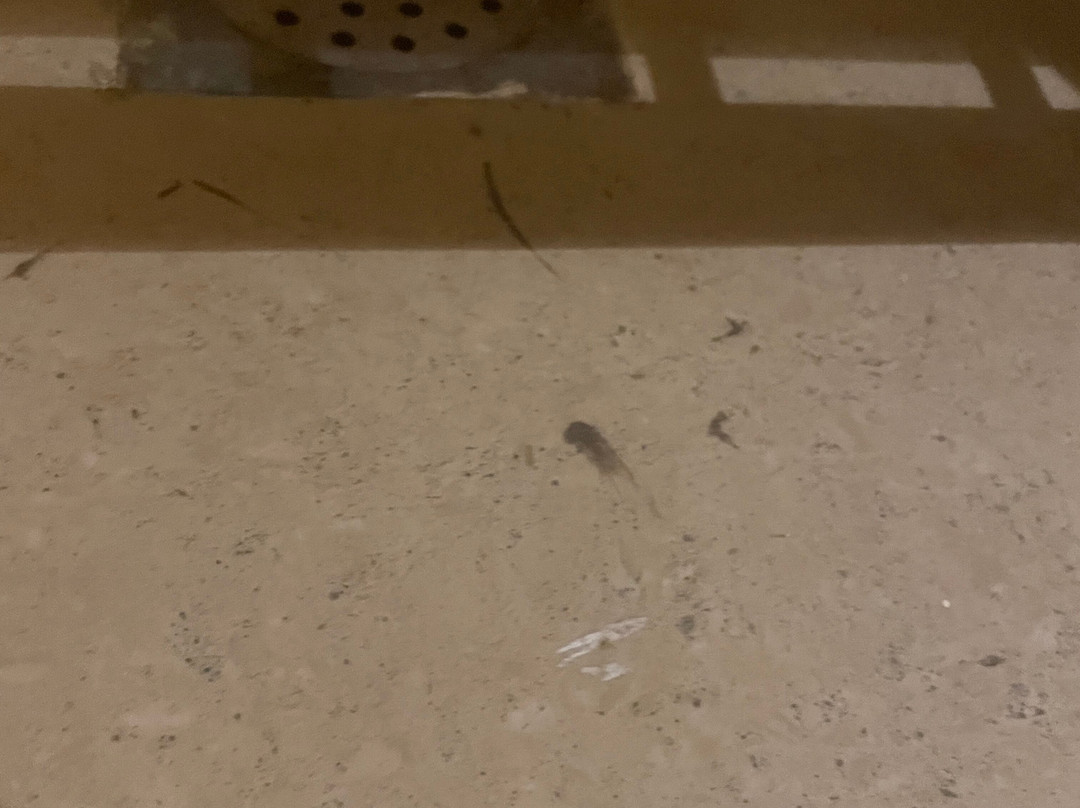 Hotel Kasturi Orchid主图