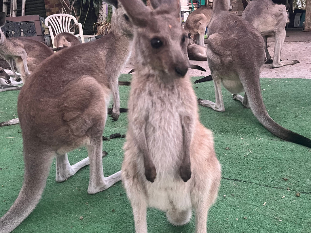 Horizons Kangaroo Sanctuary & Camp Ground-Agnes Water必去景点