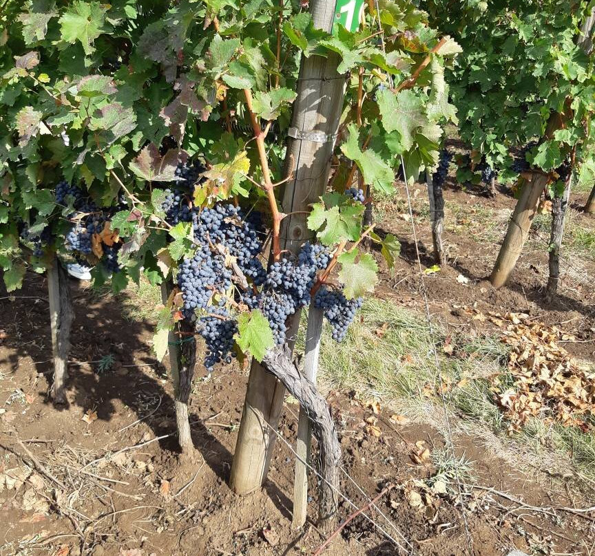 Gunko Winery-Nizhnebakanskaya必去景点