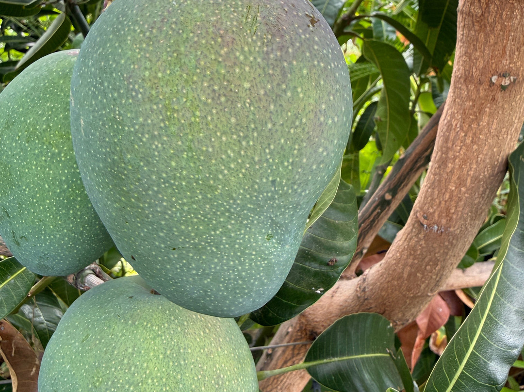Malolo Farm - Proteas Of Maui-库拉必去景点