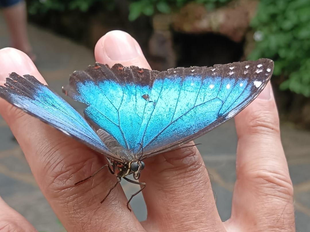 Mariposario del Drago-伊科德洛斯维诺斯必去景点
