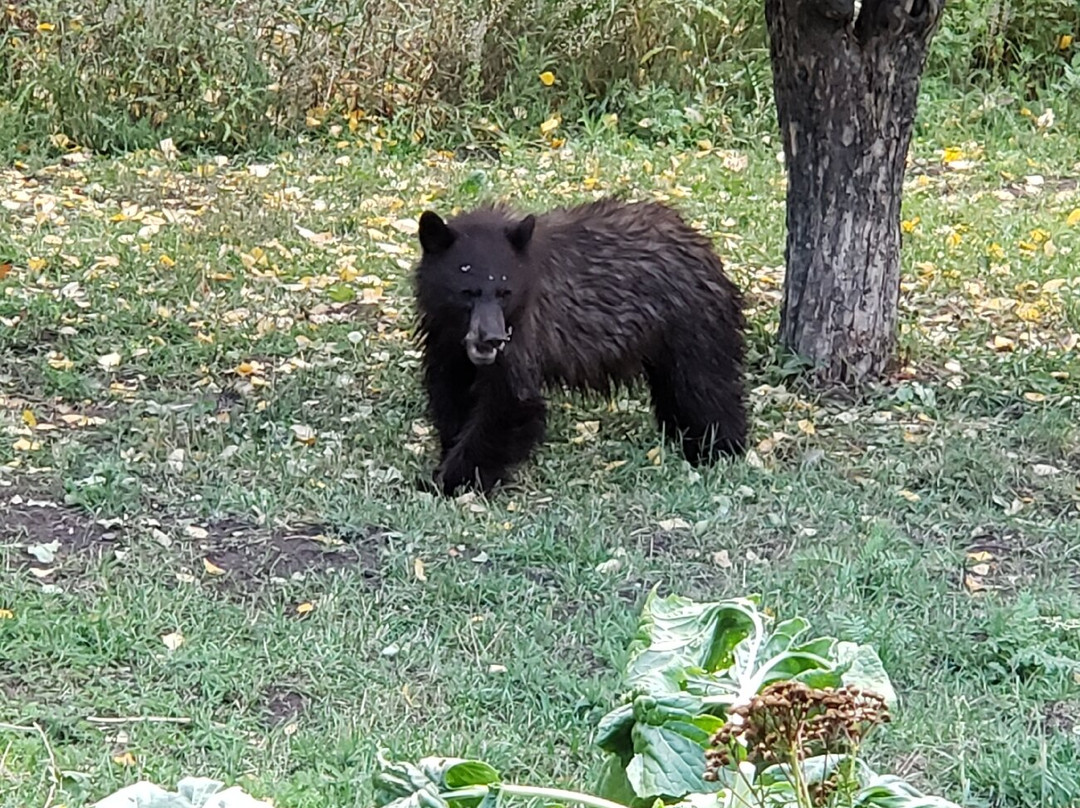 Four Mile Creek Bed and Breakfast主图