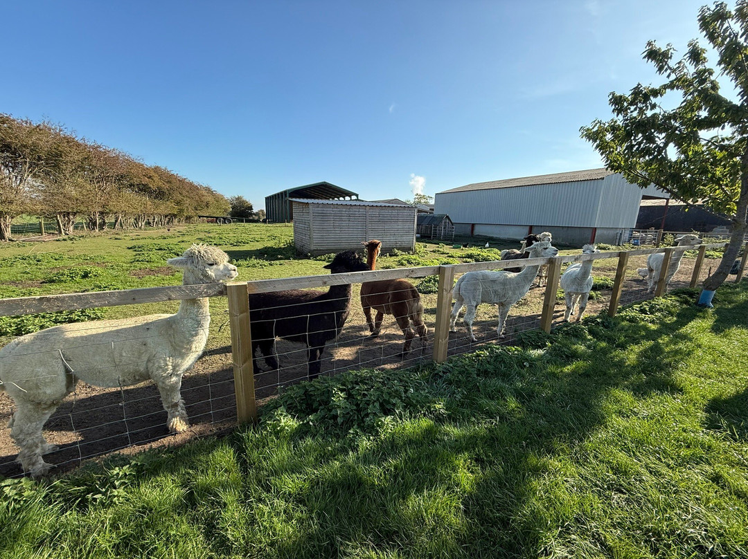 Elmet Alpaca Trekking and Tearoom-Sherburn in Elmet必去景点