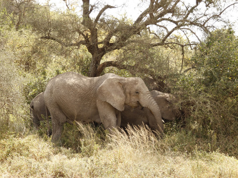 Tanzania Exploration Safari's & Tours-阿鲁沙必去景点