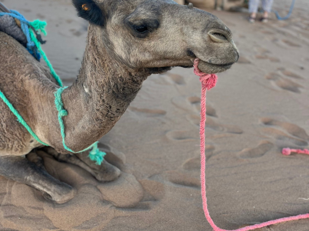 Voyage Désert Maroc-迈哈米德必去景点