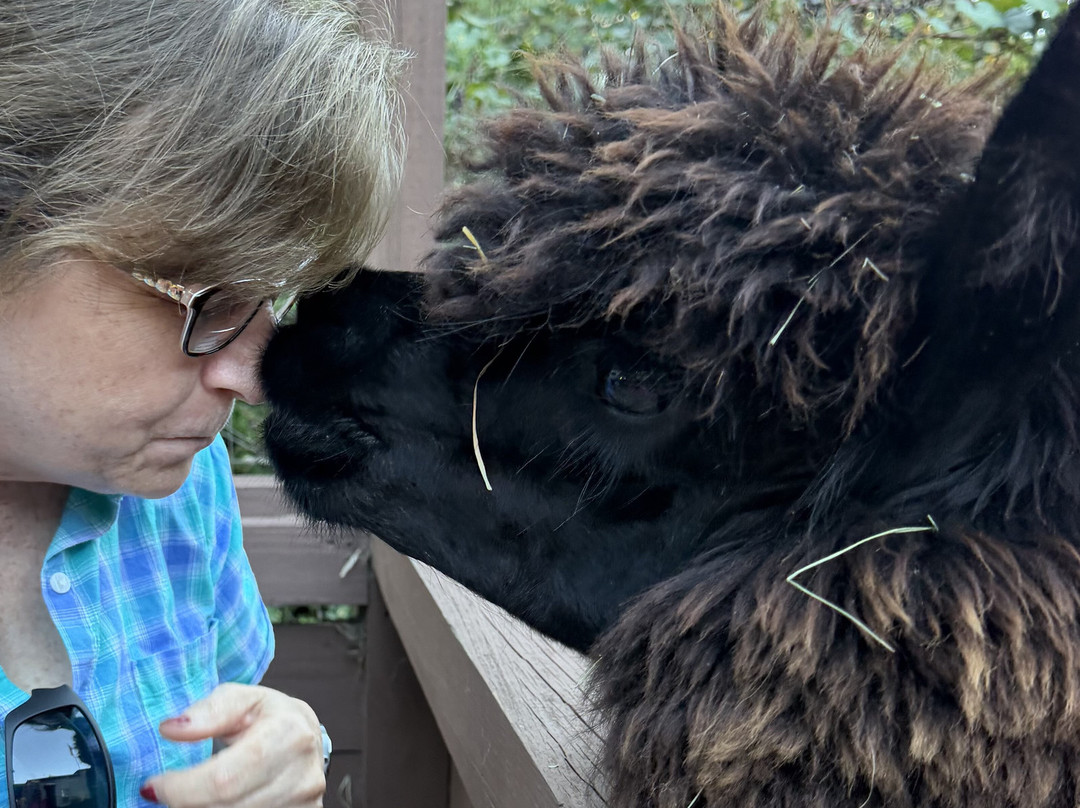 Shady Rest Alpacas-杰克逊维尔必去景点