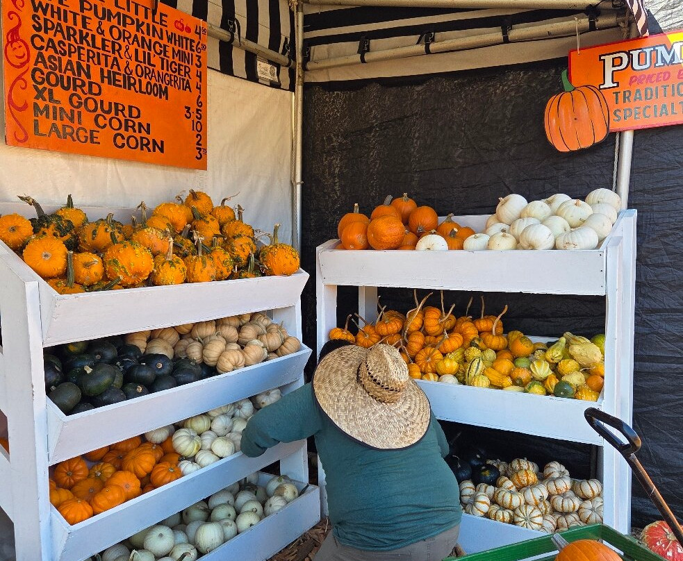 Mr. Bones Pumpkin Patch-卡尔弗城必去景点