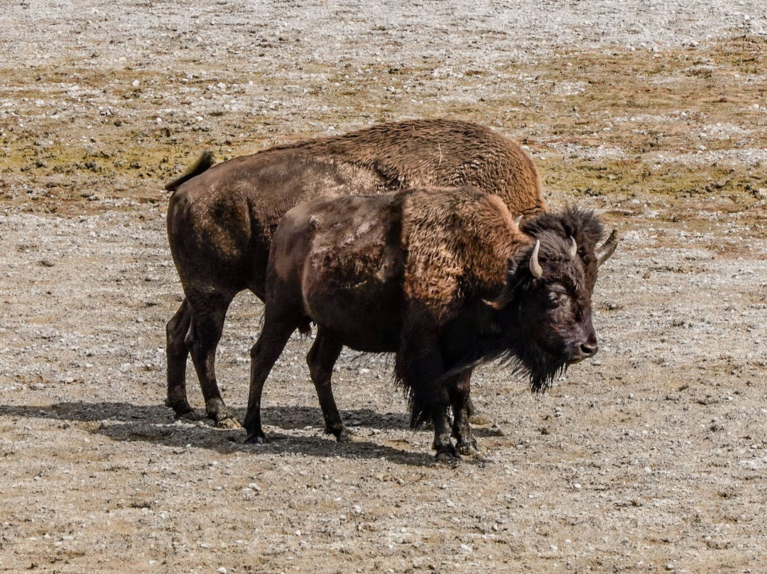 Yellowstone National Park-黄石国家公园必去景点