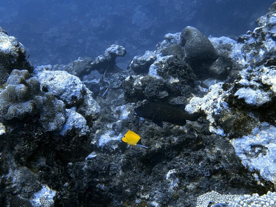 Crystal Diving Centre-贝尔马尔必去景点