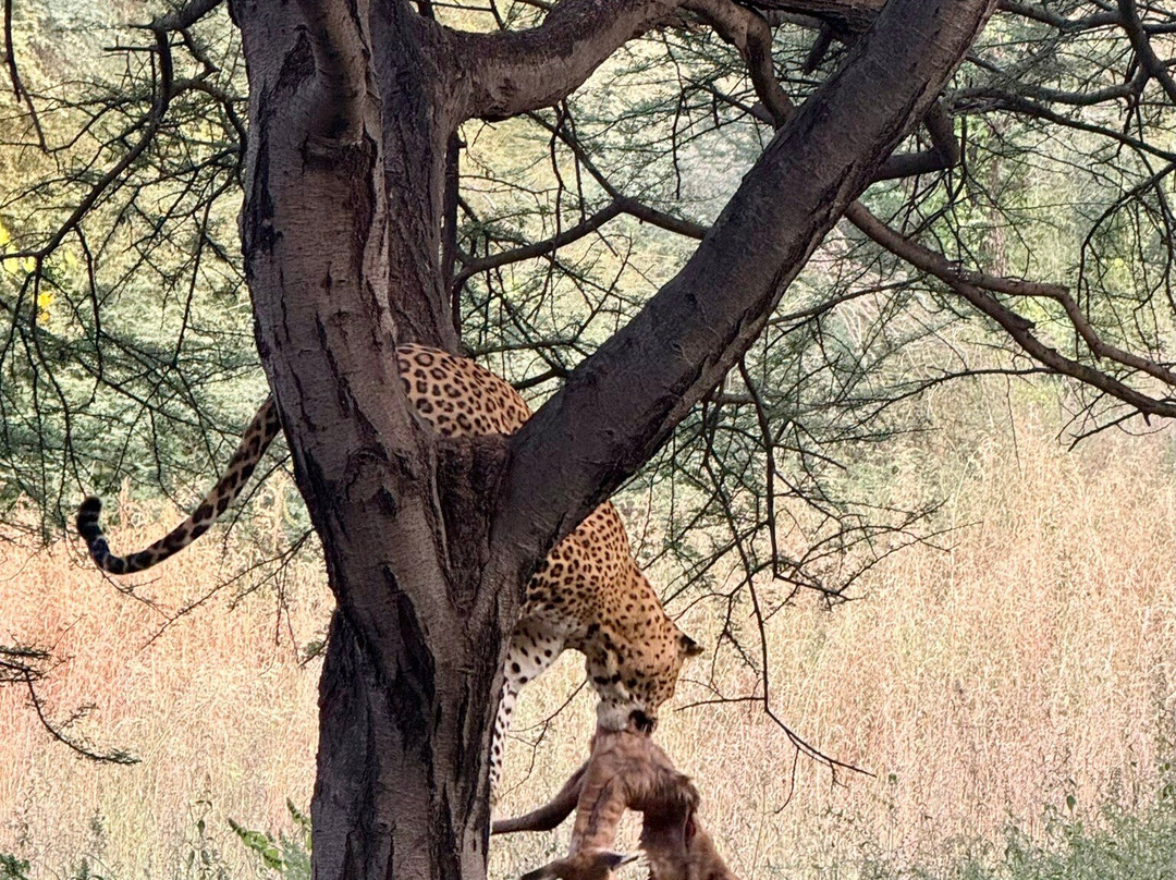 Jhalana Leopard Safari Park-斋蒲尔必去景点