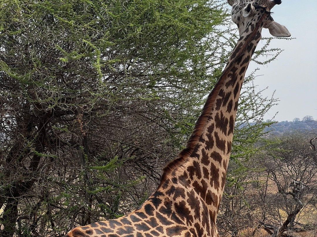 歌珊地非洲游猎之旅-阿鲁沙必去景点