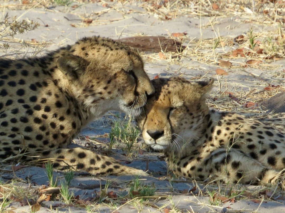 Gondwana Tours & Safaris-马翁必去景点