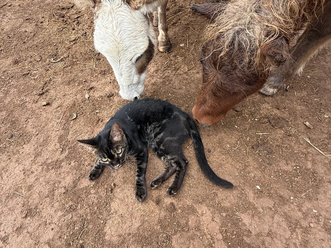 Les Animaux De Fairytale-Cap-d'Agde必去景点