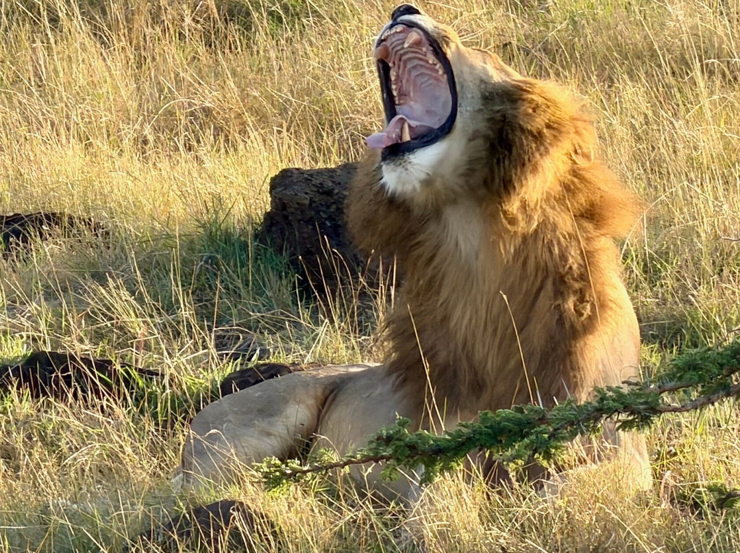 The Safari Company Ltd-Karen必去景点