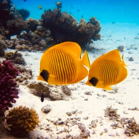 ORCA Dive Club Soma Bay-索马湾必去景点