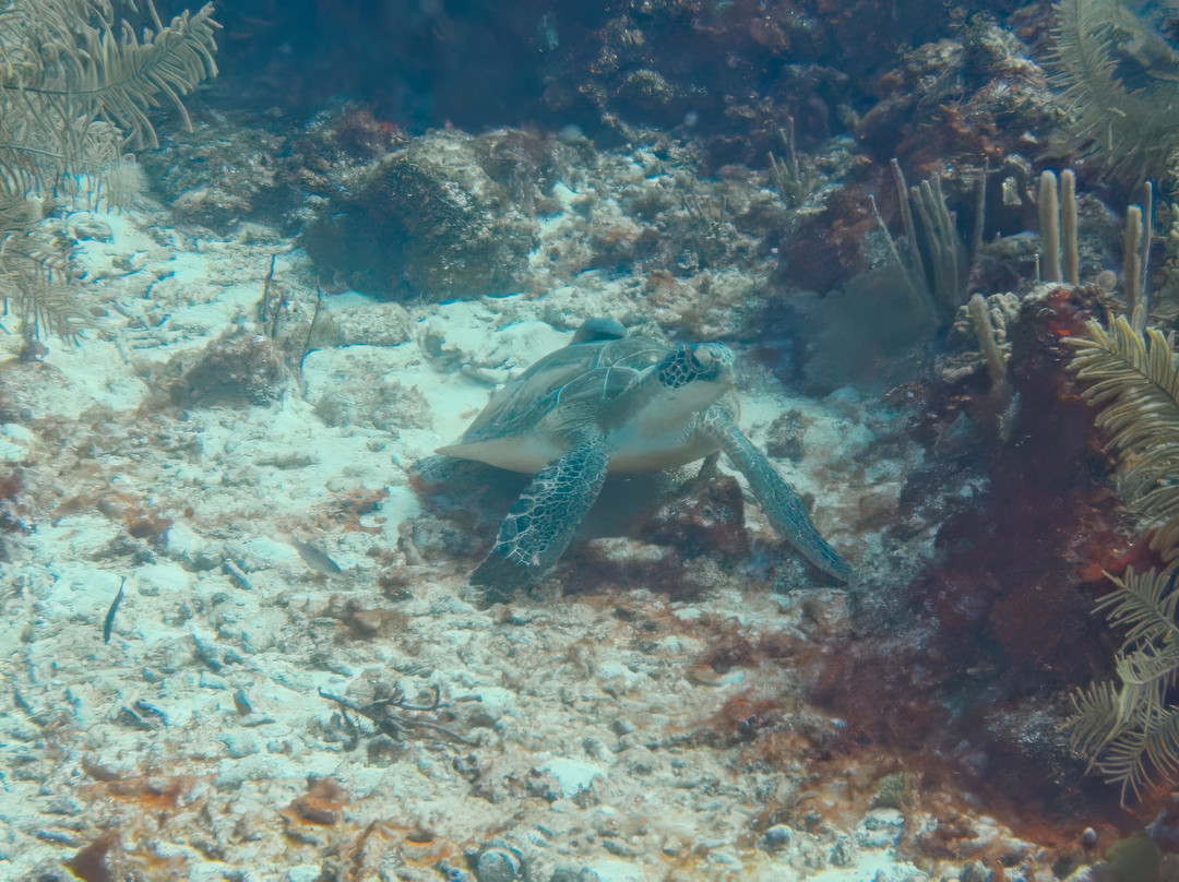 Dressel Divers Puerto Aventuras-阿范特拉斯港必去景点