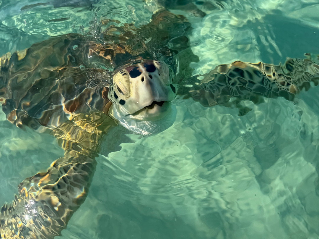 Da Salty Pig Adventures-Spanish Wells必去景点