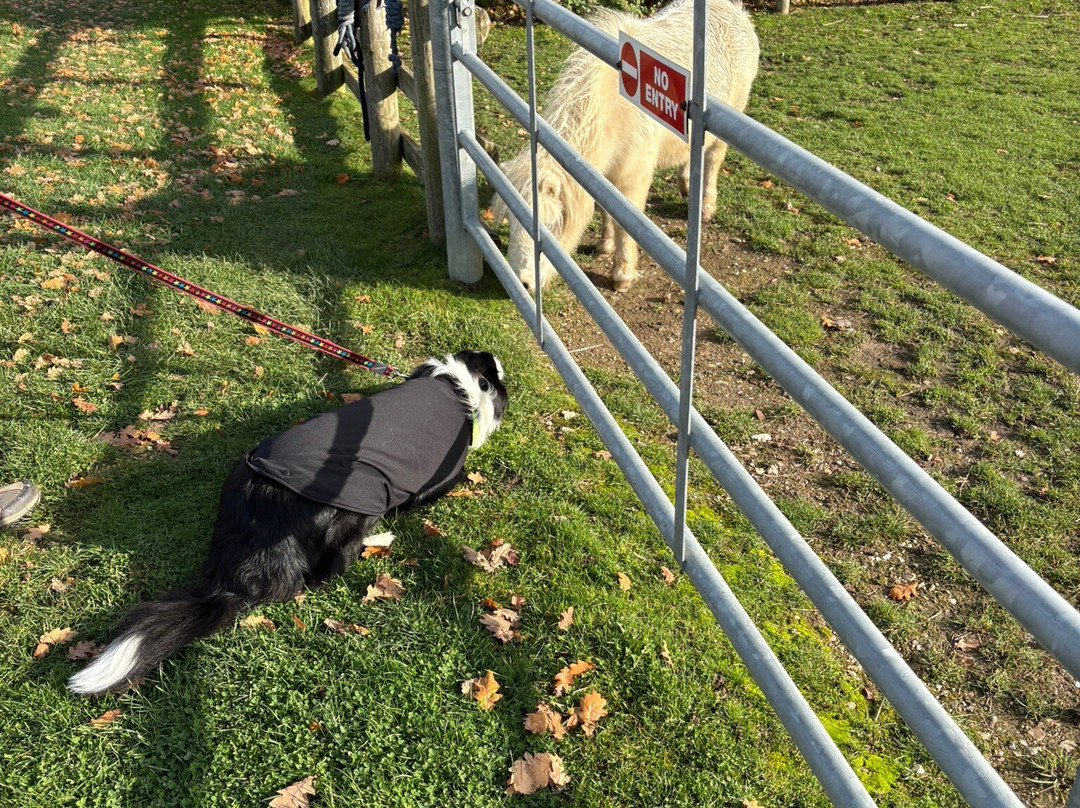 Bransby Horses-Bransby必去景点