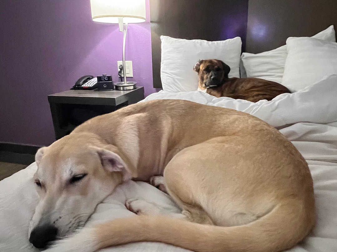 Laquinta Inn & Suites - Lubbock South主图