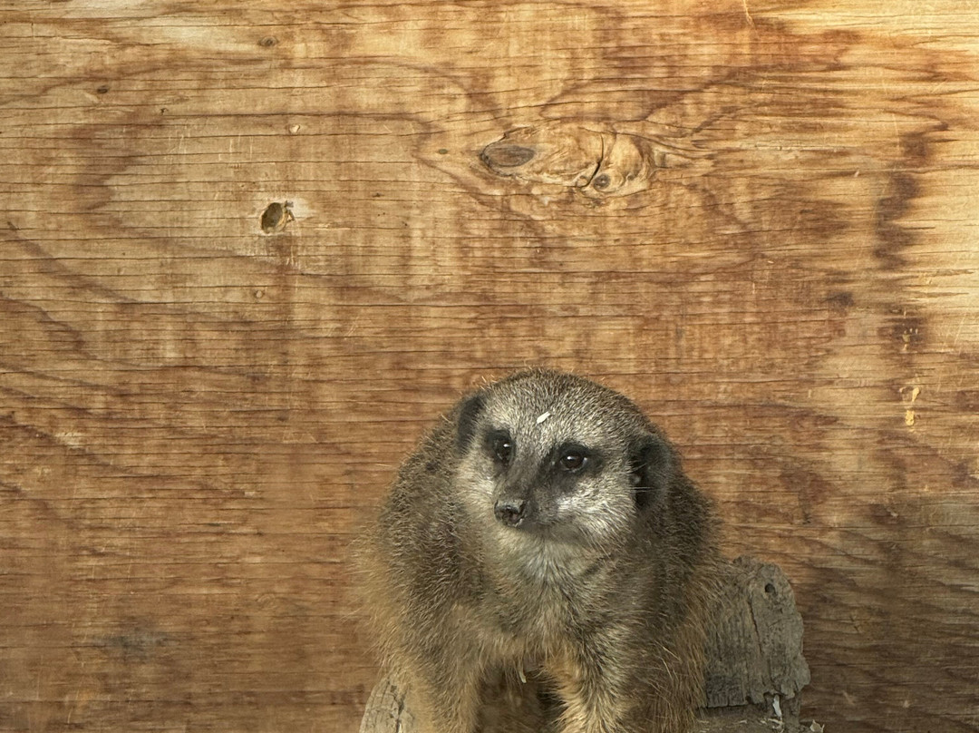 Askham Bryan Wildlife & Conservation Park-约克必去景点